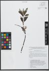 Foto von Salix uralicola I. V. Belyaeva